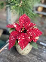 Zdjęcie rosliny doniczkowej Poinsettia pulcherrima Primero, ujęcie 4