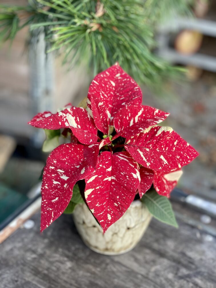 Zdjęcie rosliny doniczkowej Poinsettia pulcherrima Primero, ujęcie 4