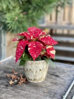 Zdjęcie rosliny doniczkowej Poinsettia pulcherrima Primero, ujęcie 5