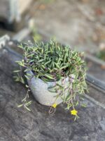 Zdjęcie rosliny doniczkowej Senecio herreianus Purple Flush, ujęcie 1