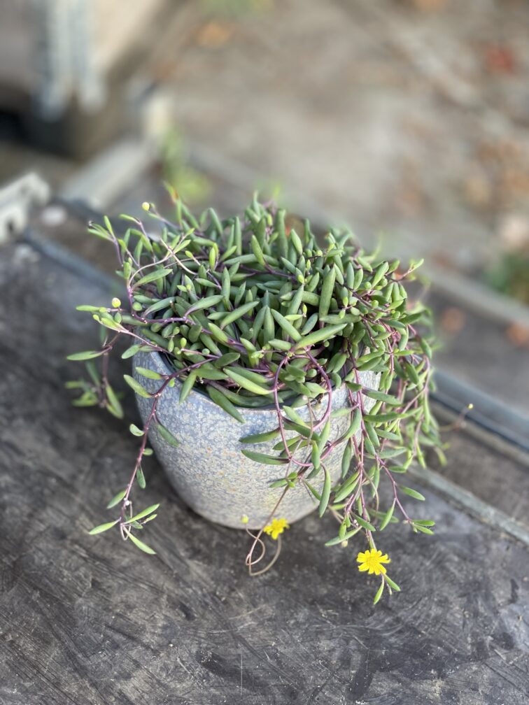 Zdjęcie rosliny doniczkowej Senecio herreianus Purple Flush, ujęcie 1