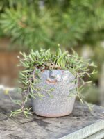 Zdjęcie rosliny doniczkowej Senecio herreianus Purple Flush, ujęcie 2