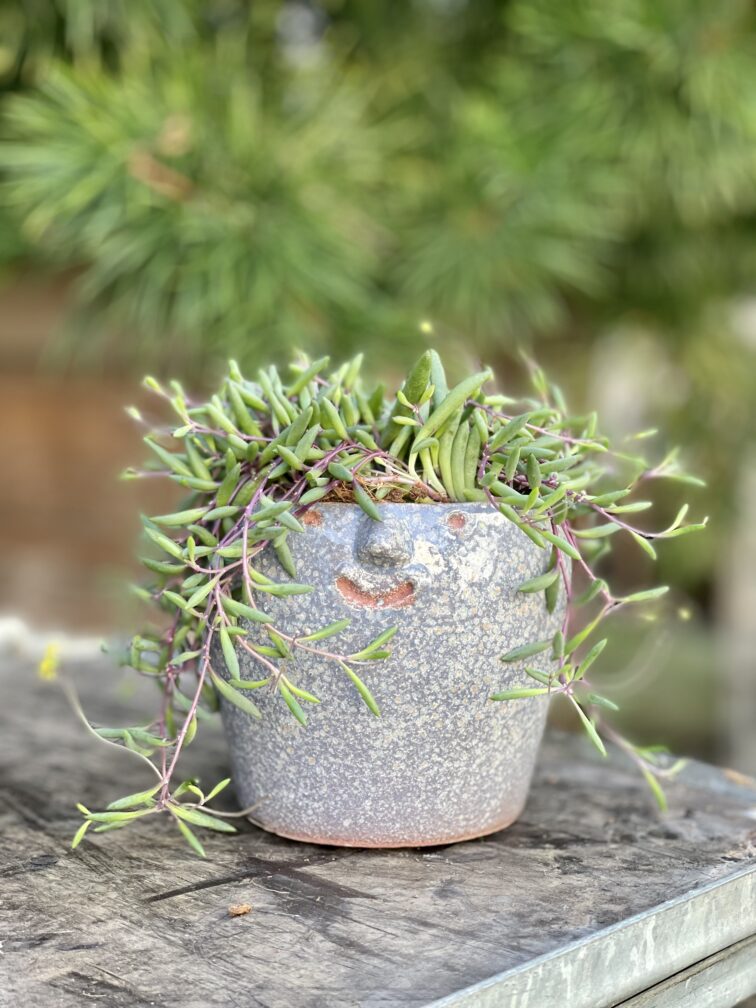 Zdjęcie rosliny doniczkowej Senecio herreianus Purple Flush, ujęcie 2