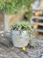 Zdjęcie rosliny doniczkowej Senecio herreianus Purple Flush, ujęcie 3