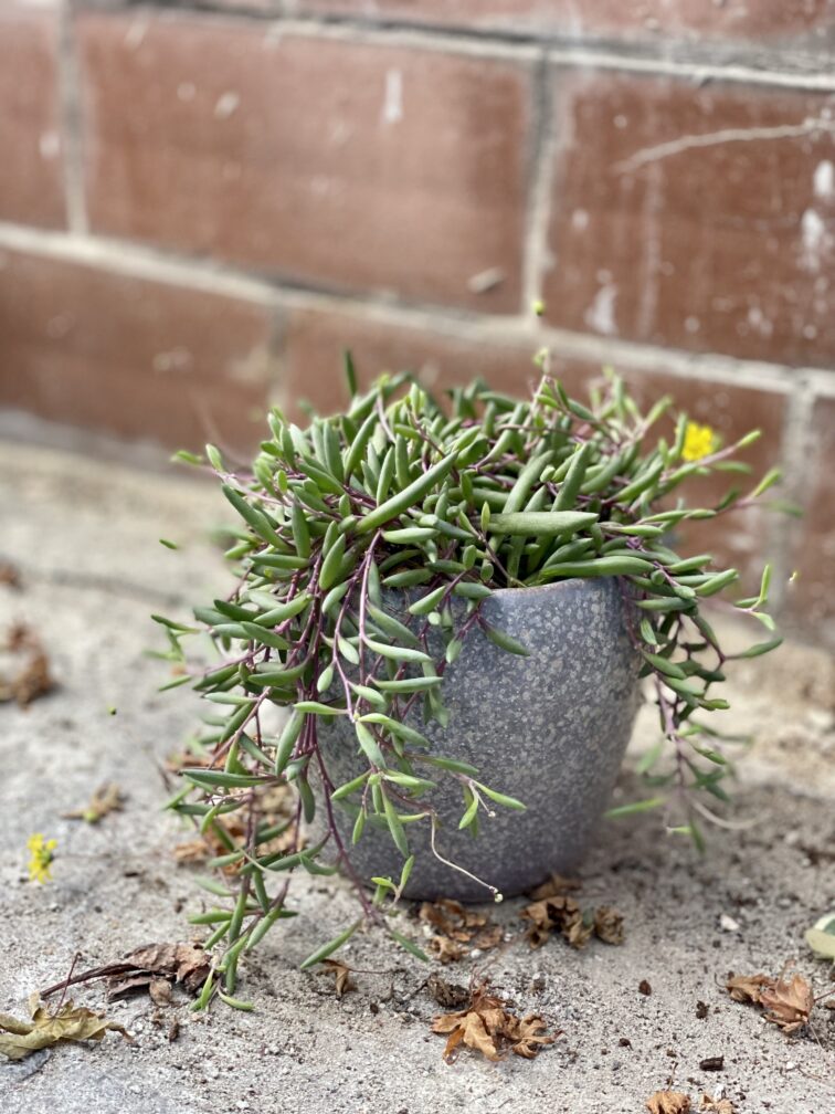 Zdjęcie rosliny doniczkowej Senecio herreianus Purple Flush, ujęcie 4