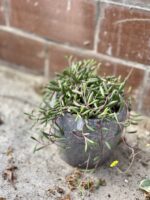 Zdjęcie rosliny doniczkowej Senecio herreianus Purple Flush, ujęcie 5