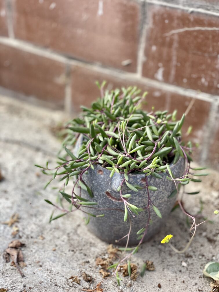 Zdjęcie rosliny doniczkowej Senecio herreianus Purple Flush, ujęcie 5