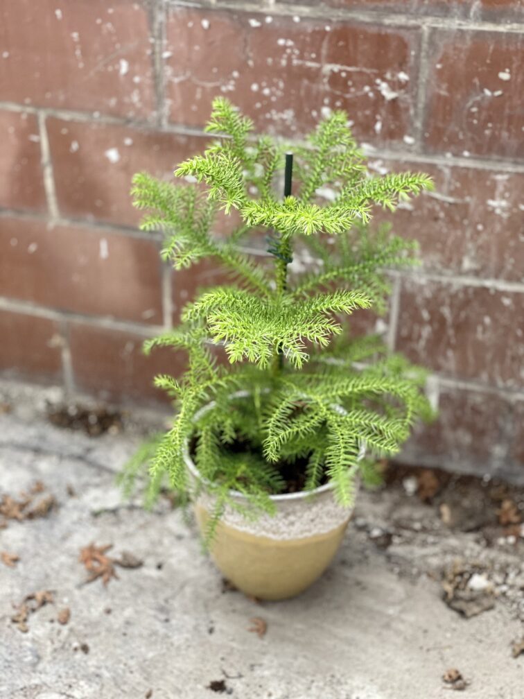 Zdjęcie rosliny doniczkowej Araucaria Heterophylla, ujęcie 1