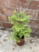 Zdjęcie rosliny doniczkowej Araucaria Heterophylla, ujęcie 2