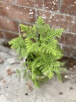 Zdjęcie rosliny doniczkowej Araucaria Heterophylla, ujęcie 3
