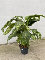 Zdjęcie rosliny doniczkowej Dieffenbachia Cheetah, ujęcie 1