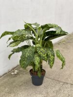 Zdjęcie rosliny doniczkowej Dieffenbachia Cheetah, ujęcie 2