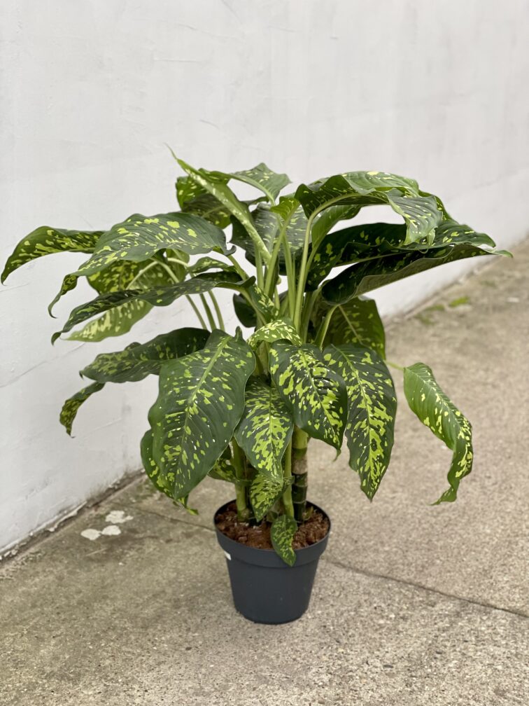 Zdjęcie rosliny doniczkowej Dieffenbachia Cheetah, ujęcie 2