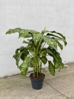 Zdjęcie rosliny doniczkowej Dieffenbachia Cheetah, ujęcie 3