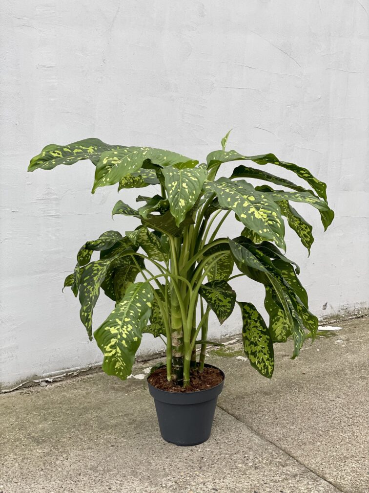 Zdjęcie rosliny doniczkowej Dieffenbachia Cheetah, ujęcie 3