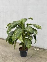 Zdjęcie rosliny doniczkowej Dieffenbachia Cheetah, ujęcie 4
