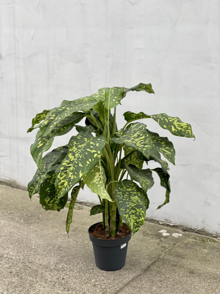 Zdjęcie rosliny doniczkowej Dieffenbachia Cheetah, ujęcie 4