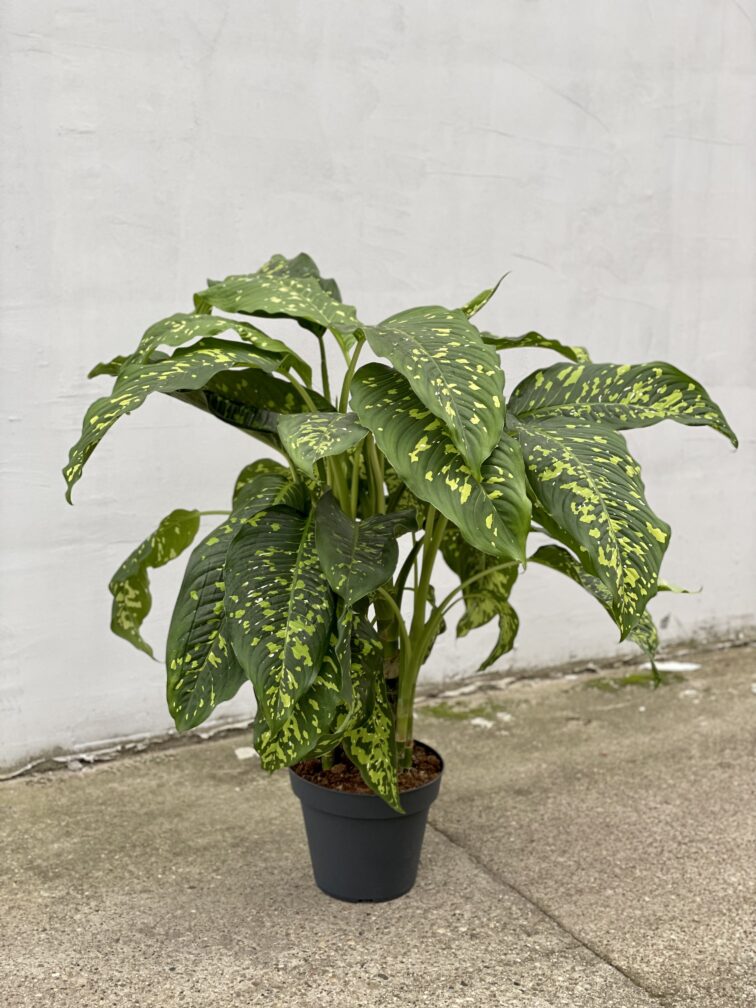 Zdjęcie rosliny doniczkowej Dieffenbachia Cheetah, ujęcie 5