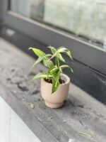 Zdjęcie rosliny doniczkowej Dracaena Milky Way, ujęcie 1