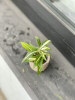 Zdjęcie rosliny doniczkowej Dracaena Milky Way, ujęcie 2