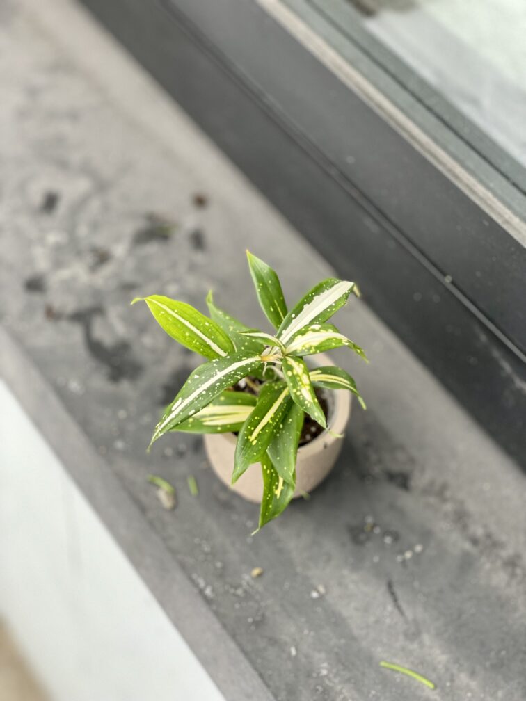 Zdjęcie rosliny doniczkowej Dracaena Milky Way, ujęcie 2