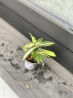 Zdjęcie rosliny doniczkowej Dracaena Milky Way, ujęcie 3