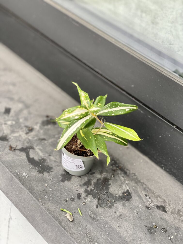 Zdjęcie rosliny doniczkowej Dracaena Milky Way, ujęcie 3