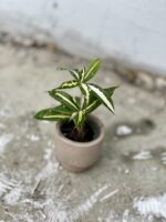 Zdjęcie rosliny doniczkowej Dracaena Milky Way, ujęcie 4