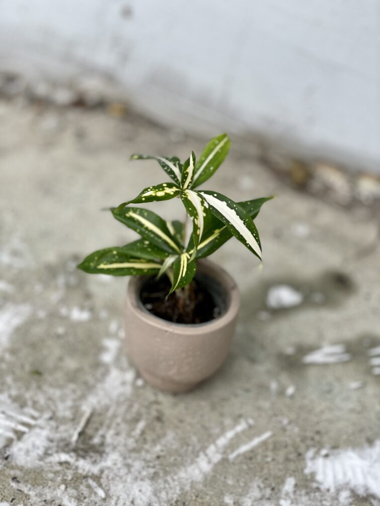 Zdjęcie rosliny doniczkowej Dracaena Milky Way, ujęcie 4