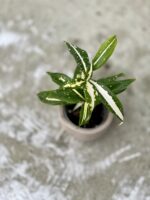 Zdjęcie rosliny doniczkowej Dracaena Milky Way, ujęcie 5