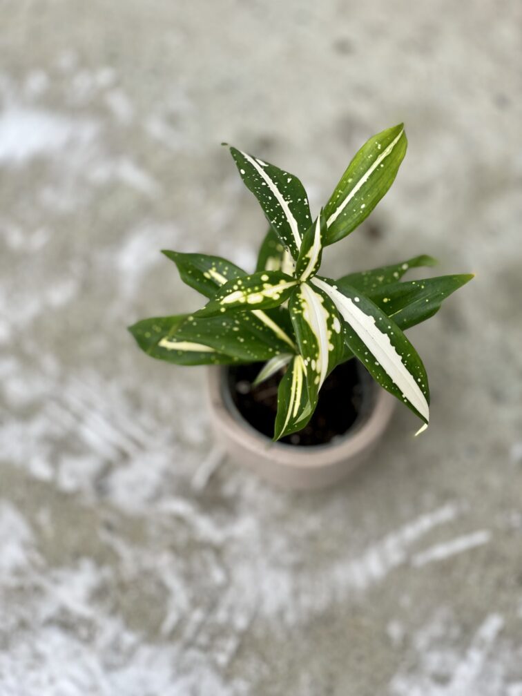 Zdjęcie rosliny doniczkowej Dracaena Milky Way, ujęcie 5