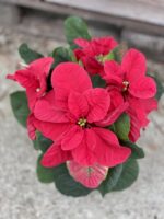 Zdjęcie rosliny doniczkowej Euphorbia pulcherrima Christmas Mouse (Gwiazda betlejemska), ujęcie 1