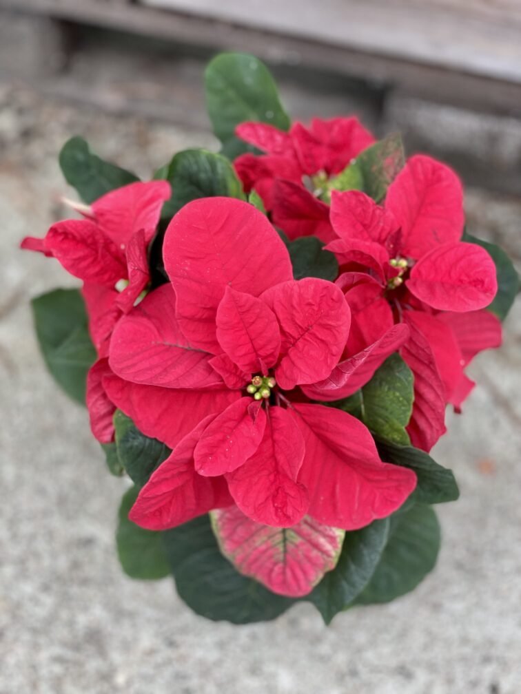 Zdjęcie rosliny doniczkowej Euphorbia pulcherrima Christmas Mouse (Gwiazda betlejemska), ujęcie 1