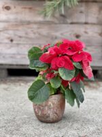 Zdjęcie rosliny doniczkowej Euphorbia pulcherrima Christmas Mouse (Gwiazda betlejemska), ujęcie 2