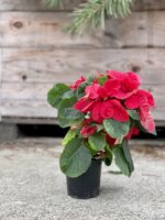 Zdjęcie rosliny doniczkowej Euphorbia pulcherrima Christmas Mouse (Gwiazda betlejemska), ujęcie 3