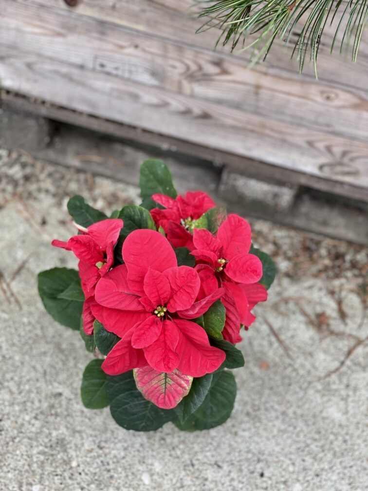 Zdjęcie rosliny doniczkowej Euphorbia pulcherrima Christmas Mouse (Gwiazda betlejemska), ujęcie 4