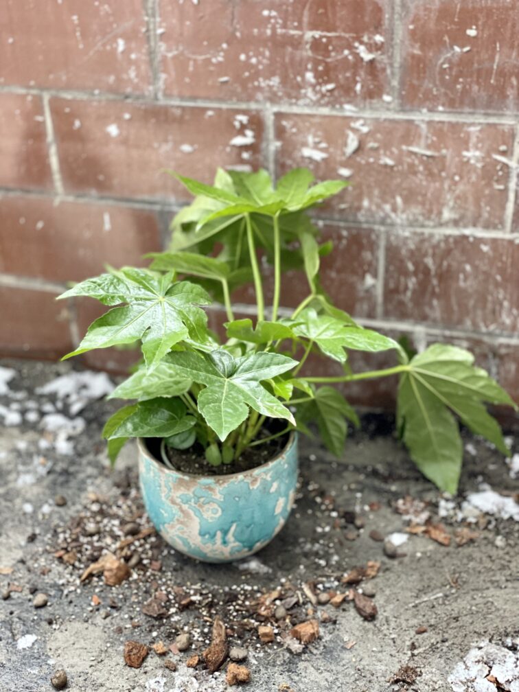 fatsia-japonica_12x35-1_1671271284.jpg Zdjęcie rosliny doniczkowej Fatsia japonica, ujęcie 1