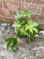Zdjęcie rosliny doniczkowej Fatsia japonica, ujęcie 2