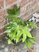 Zdjęcie rosliny doniczkowej Fatsia japonica, ujęcie 3