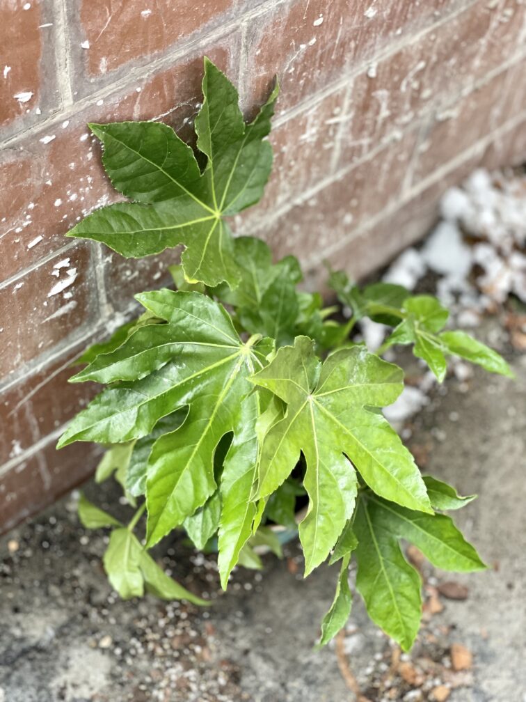 Zdjęcie rosliny doniczkowej Fatsia japonica, ujęcie 3