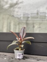 Zdjęcie rosliny doniczkowej Ficus Belize, ujęcie 2