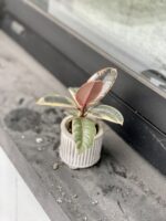 Zdjęcie rosliny doniczkowej Ficus Belize, ujęcie 3