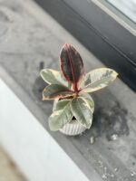 Zdjęcie rosliny doniczkowej Ficus elastica Ruby (Figowiec sprężysty), ujęcie 1