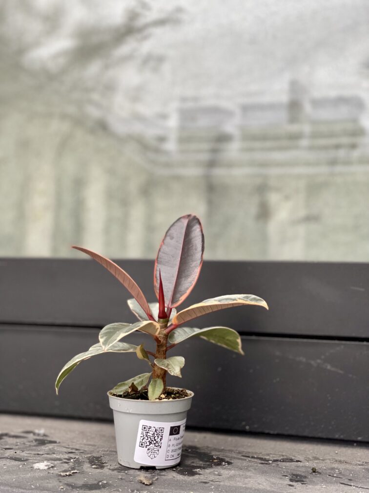 Zdjęcie rosliny doniczkowej Ficus elastica Ruby (Figowiec sprężysty), ujęcie 2