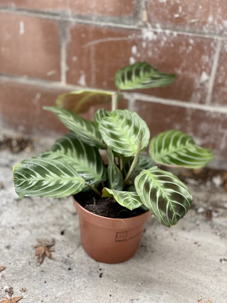 marantha-noid_12x39-1_1670667943.jpg Zdjęcie rosliny doniczkowej Maranta NoID, ujęcie 1