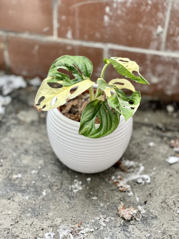 Zdjęcie rosliny doniczkowej Monstera Monkey Mask variegata (adansonii variegata) 2, ujęcie 1