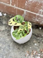 Zdjęcie rosliny doniczkowej Monstera Monkey Mask variegata (adansonii variegata) 2, ujęcie 2
