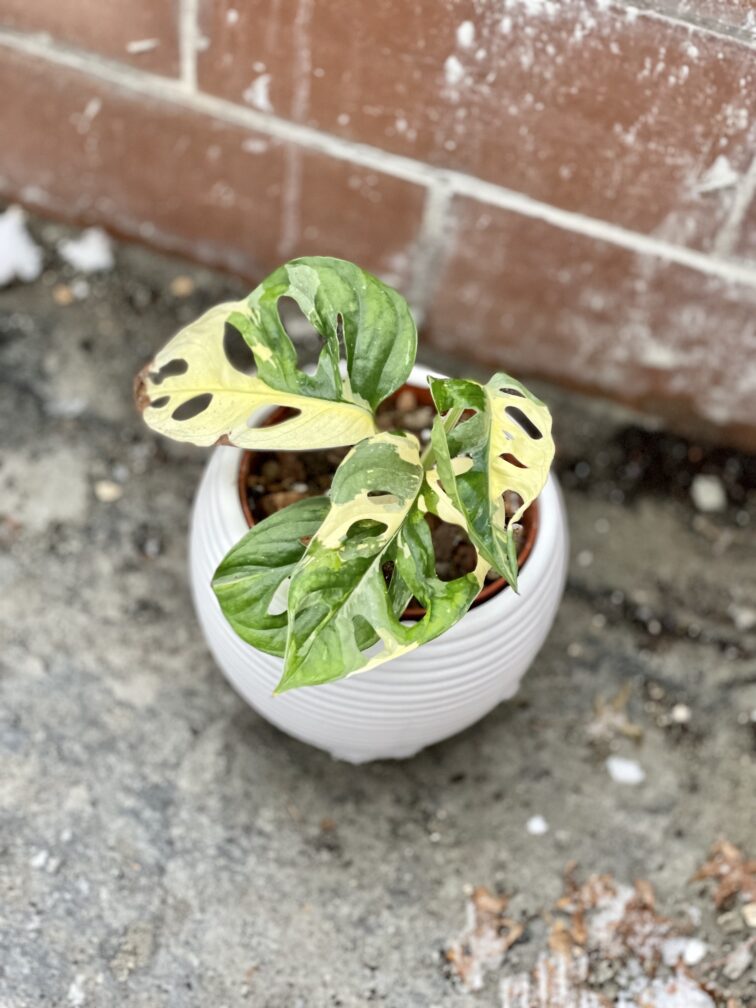 Zdjęcie rosliny doniczkowej Monstera Monkey Mask variegata (adansonii variegata) 2, ujęcie 2