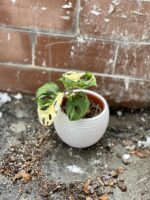 Zdjęcie rosliny doniczkowej Monstera Monkey Mask variegata (adansonii variegata) 2, ujęcie 3
