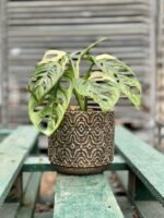 Zdjęcie rosliny doniczkowej Monstera Monkey Mask variegata (adansonii variegata) 3, ujęcie 1